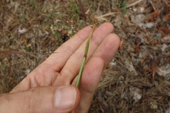 Elymus caninus