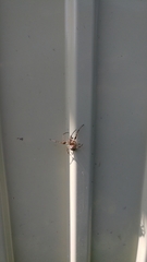 Larinioides cornutus