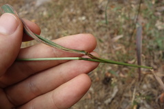 Elymus caninus
