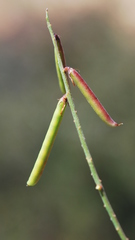 Indigofera amoena