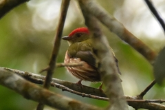Machaeropterus striolatus