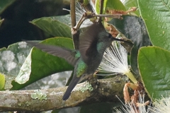 Chalybura buffonii