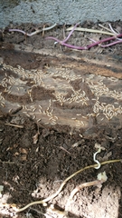 Reticulitermes speratus