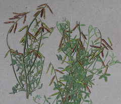Indigofera amoena