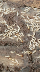 Reticulitermes speratus