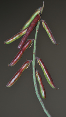 Indigofera amoena