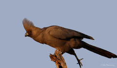 Corythaixoides concolor concolor