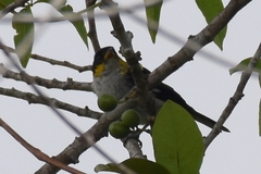 Hemithraupis flavicollis