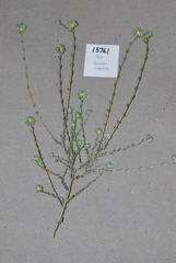 Aspalathus tridentata