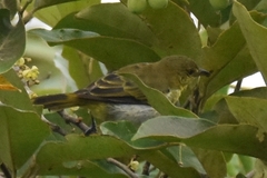 Hemithraupis flavicollis