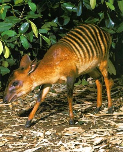 Banded Duiker (Cephalophula zebra) — Near Threatened Mammalia