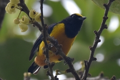 Euphonia concinna