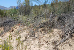 Aspalathus tridentata