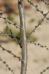 Aspalathus tridentata