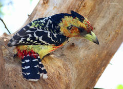 Trachyphonus vaillantii vaillantii