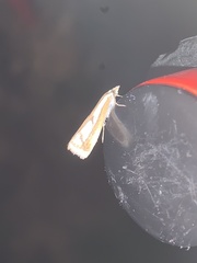 Catoptria latiradiellus