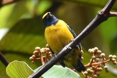 Euphonia concinna
