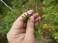 Epilobium adenocaulon