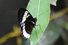 Heliconius cydno