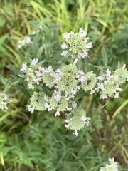 Pycnanthemum verticillatum