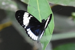 Heliconius cydno