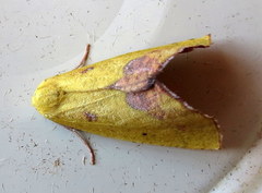 Drepanogynis cambogiaria