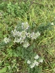 Pycnanthemum verticillatum