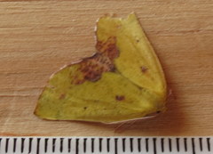 Drepanogynis cambogiaria