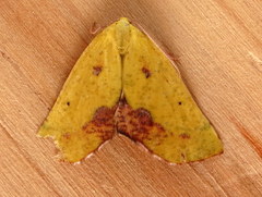 Drepanogynis cambogiaria