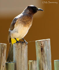 Pycnonotus barbatus layardi