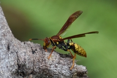 Polistes myersi