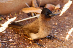 Pycnonotus barbatus layardi