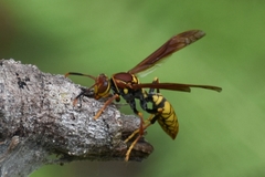 Polistes myersi