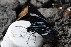 Phocides thermus