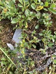 Salix herbacea