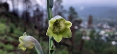 Prochnyanthes mexicana