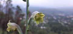 Prochnyanthes mexicana