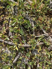 Salix herbacea