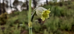 Prochnyanthes mexicana