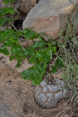 Dioscorea elephantipes