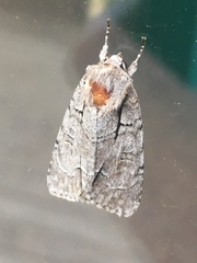 Acronicta radcliffei