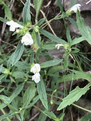 Galeopsis ladanum