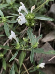Galeopsis ladanum