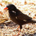 Southern Red-billed Buffalo-Weaver - Photo (c) Michael McSweeney, some rights reserved (CC BY-NC)