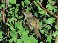 Prinia subflava affinis