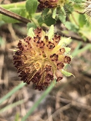 Gaillardia amblyodon