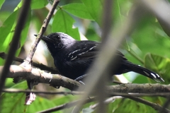 Cercomacra nigricans