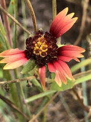 Gaillardia amblyodon