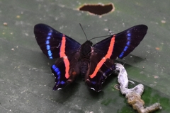 Ancyluris jurgensenii