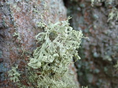 Ramalina baltica